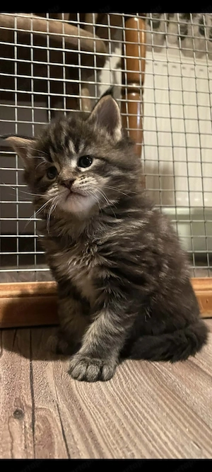  Main Coon cicák foglalhatóak