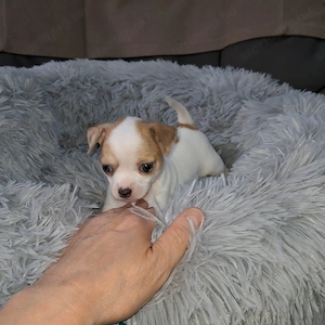 Tündéri csivava kiskutyák,  kisfiúk - kép 7