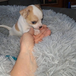 Tündéri csivava kiskutyák,  kisfiúk - kép 6