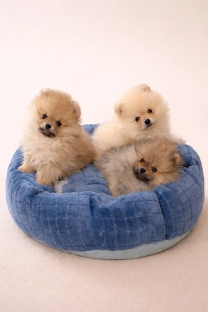 pomerániai törpespitz eladó pomi 