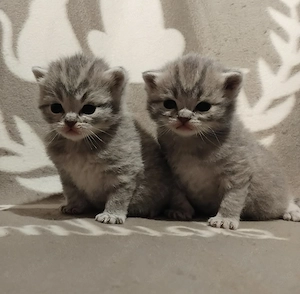 Brit kiscicák foglalhatóak