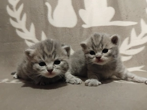 Brit kiscicák foglalhatóak - kép 2