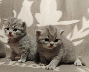 Brit kiscicák foglalhatóak - kép 4