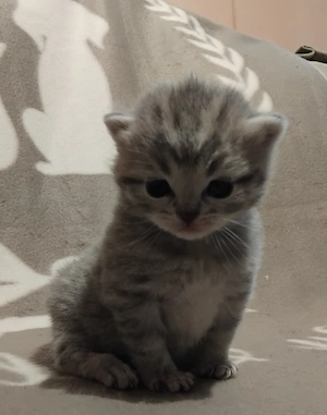 Brit kiscicák foglalhatóak - kép 3