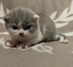 Brit kislány kiscica foglalható - kép 2