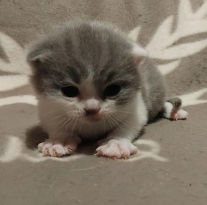 Brit kislány kiscica foglalható