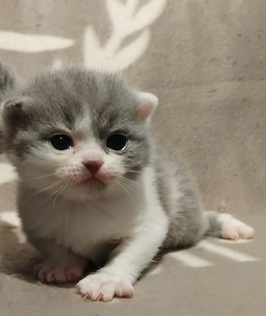 Brit kislány kiscica foglalható - kép 4