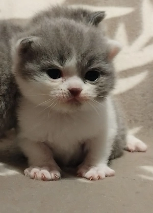 Brit kislány kiscica foglalható - kép 3