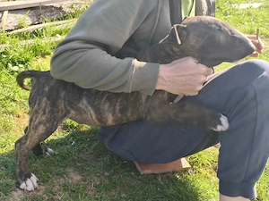 Bull terrier kiskutyák