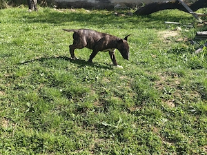 Bull terrier kiskutyák - kép 4