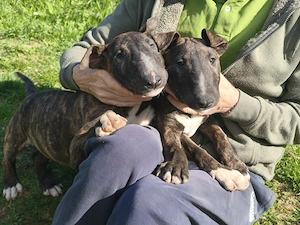 Bull terrier kiskutyák - kép 3