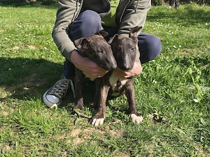 Bull terrier kiskutyák - kép 5