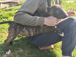 Bull terrier kiskutyák - kép 2