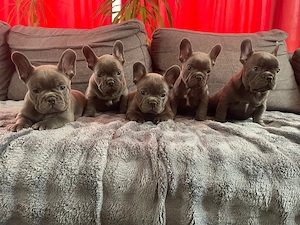 Francia bulldog kiskutyák