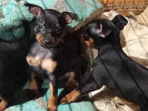 Törpe pincser szuka - kép 2