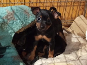 Törpe pincser szuka - kép 3