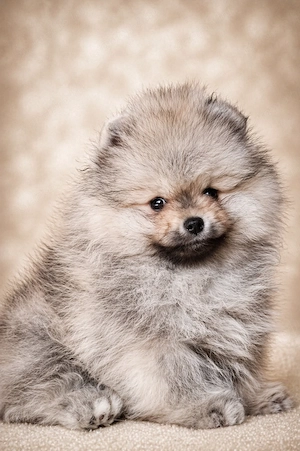 pomerániai törpespitz eladó gyönyörű cream sable pomi  - kép 2