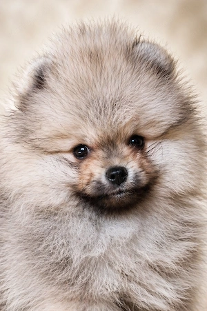 pomerániai törpespitz eladó gyönyörű cream sable pomi 