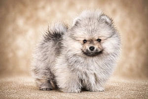 pomerániai törpespitz eladó gyönyörű cream sable pomi  - kép 10