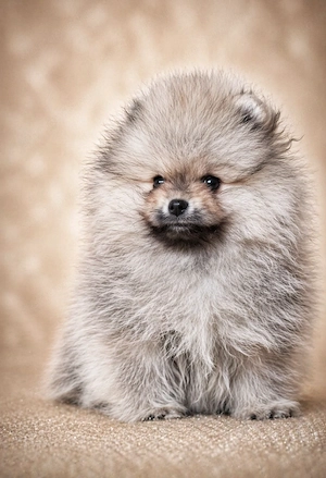 pomerániai törpespitz eladó gyönyörű cream sable pomi  - kép 7