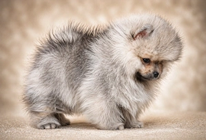 pomerániai törpespitz eladó gyönyörű cream sable pomi  - kép 6