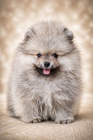 pomerániai törpespitz eladó gyönyörű cream sable pomi  - kép 4