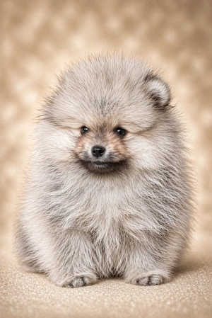 pomerániai törpespitz eladó gyönyörű cream sable pomi  - kép 5