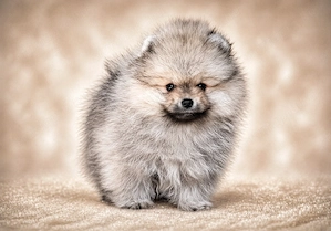 pomerániai törpespitz eladó gyönyörű cream sable pomi  - kép 9