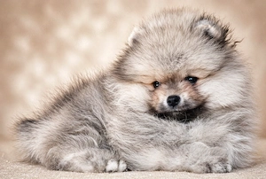 pomerániai törpespitz eladó gyönyörű cream sable pomi  - kép 8