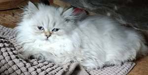 Gyönyörű perzsa kiscicák ár alatt eladók! - kép 3