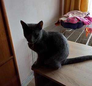 Lakcímet váltanának a fotón szereplő cicák - kép 6