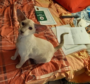 Lakcímet váltanának a fotón szereplő cicák - kép 10