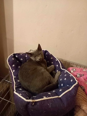 Lakcímet váltanának a fotón szereplő cicák - kép 9