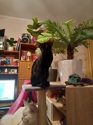 Lakcímet váltanának a fotón szereplő cicák - kép 11