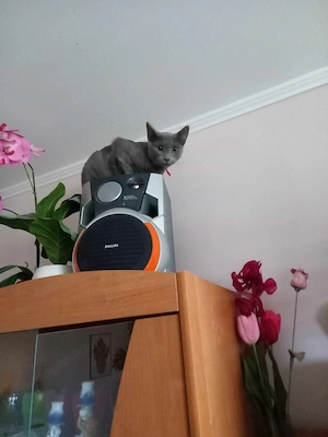 Lakcímet váltanának a fotón szereplő cicák - kép 7