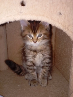 Maine Coon kiscicák Győrben gazdit keresnek - kép 2