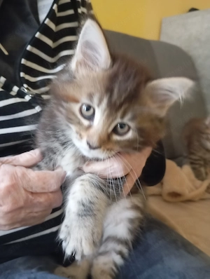 Maine Coon kiscicák Győrben gazdit keresnek