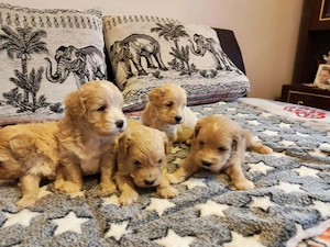 Maltipoo kiskutyák eladók