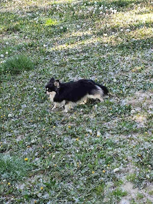 Csivava-Chihuahua  Törzskönyvel rendelkező hosszú szőrű fedező hím  - kép 3