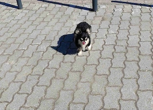 Csivava-Chihuahua  Törzskönyvel rendelkező hosszú szőrű fedező hím  - kép 7