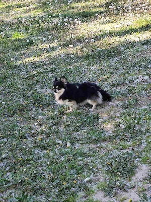 Csivava-Chihuahua  Törzskönyvel rendelkező hosszú szőrű fedező hím  - kép 4