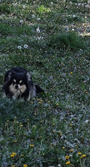 Csivava-Chihuahua  Törzskönyvel rendelkező hosszú szőrű fedező hím  - kép 2