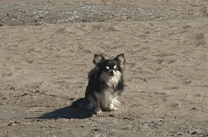 Csivava-Chihuahua  Törzskönyvel rendelkező hosszú szőrű fedező hím  - kép 10