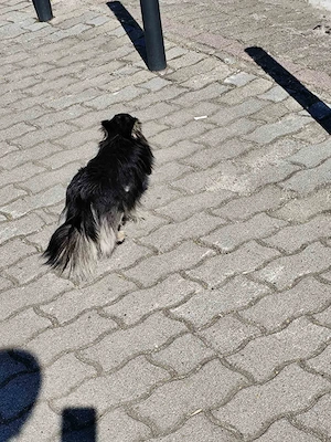 Csivava-Chihuahua  Törzskönyvel rendelkező hosszú szőrű fedező hím  - kép 8