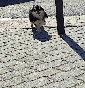 Csivava-Chihuahua  Törzskönyvel rendelkező hosszú szőrű fedező hím 