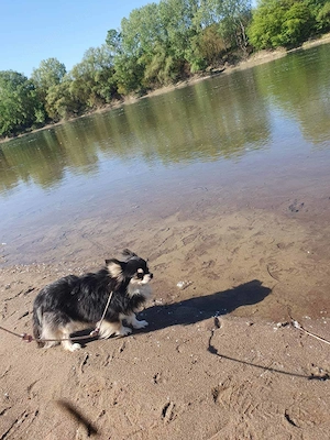 Csivava-Chihuahua  Törzskönyvel rendelkező hosszú szőrű fedező hím  - kép 9