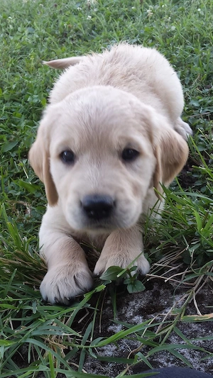 Golden retriever 8 hetes kiskutyák