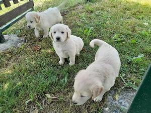 Golden retriever 8 hetes kiskutyák - kép 3