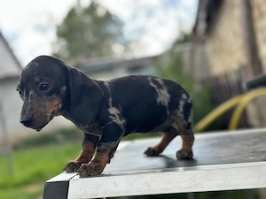 Fajtatiszta törpe tacskó kiskutyák - kép 5