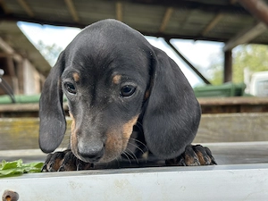 Fajtatiszta törpe tacskó kiskutyák - kép 2